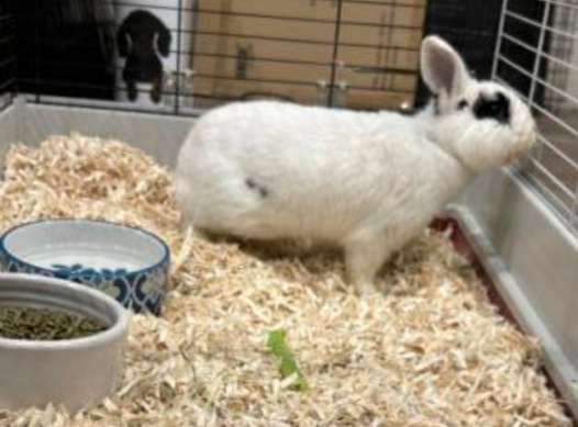 White and black bunny looking out of the rabbit hutch
